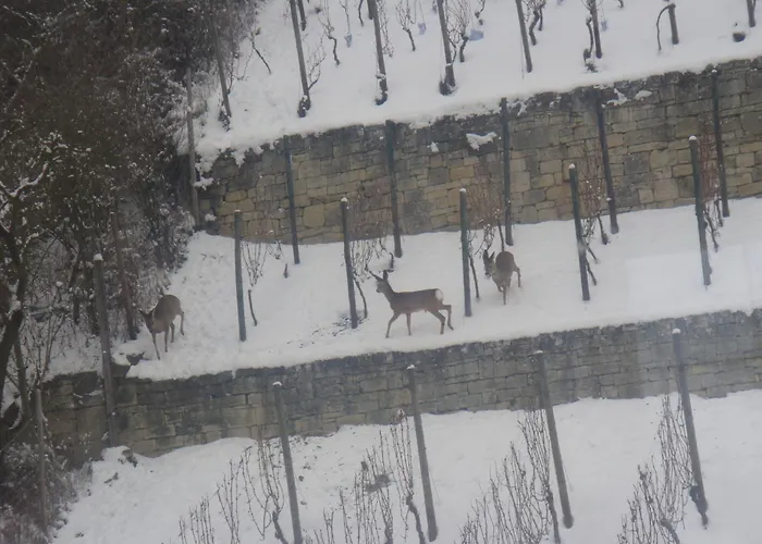 Weingut Schulze 프레이버그